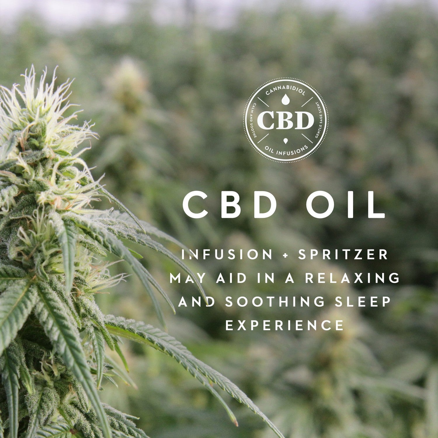 Malouf Zoned Dough™ + CBD Oil Pillow-Purely Relaxation
